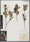 Foto von Salix triandra subsp. triandra L.